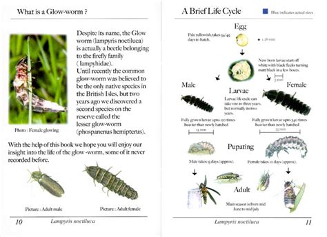 The Fascinating World of the Great British Glow-worm - Rhubarb and Wren