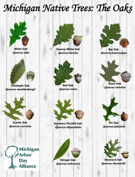 8 Best nuts images in 2020 | plants, black walnut tree, leaf identification