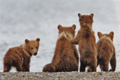 Brown bear cubs. Cute Kodiak Bear, Grizzly Bear, Polar Bear, Bear Cubs, Big Bear, Black Bear ...