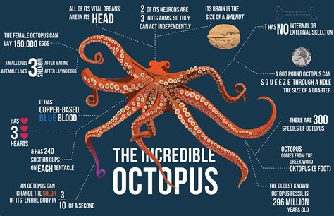 The Incredible Octopus Infographic on Behance in 2021 | Octopus, Octopus facts, Animal facts for ...