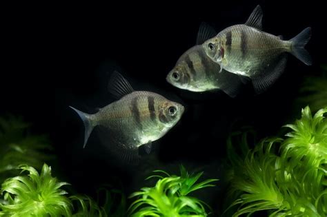 Black Skirt Tetra: Information and Owner’s Guide - Everything Fishkeeping