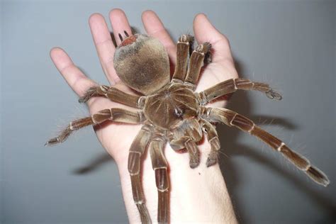 Top 15 Biggest Spiders In The World | World's Top Insider