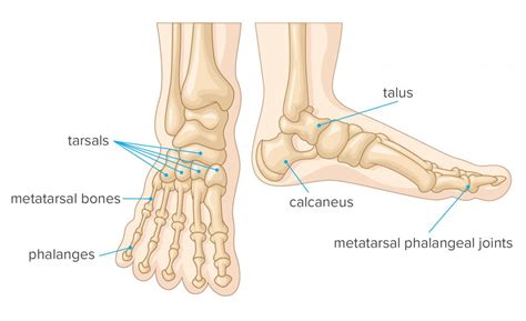 Metatarsals And Tarsals