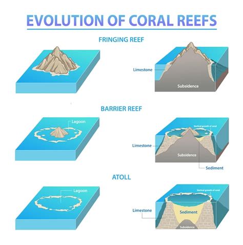 Premium Vector | Coral reef types and development Sequence of Coral Reefs