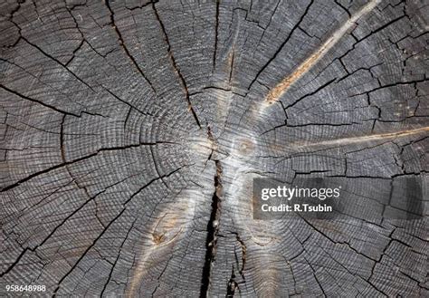 570 Tree Trunk Slices Stock Photos, High-Res Pictures, and Images ...