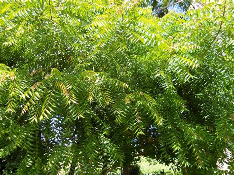 Neem Tree (Azadirachta indica) - Richard Lyons Nursery, Inc.