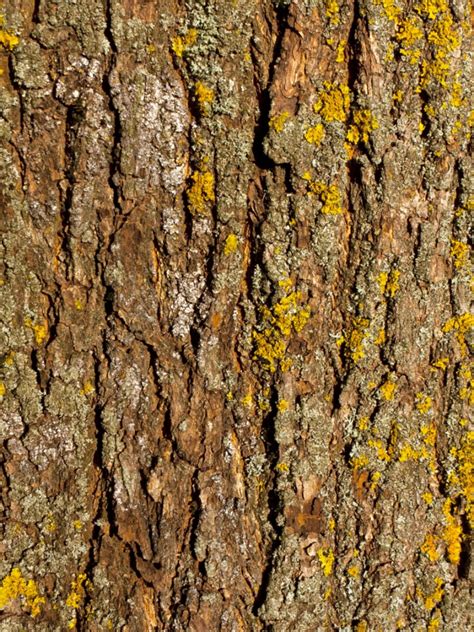 Maple Tree Fungus Identification