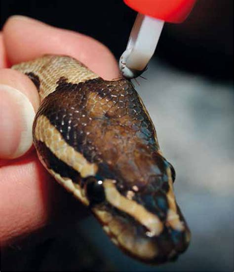 How to Get Rid of Snake Mites: A Guide for Snake Owners