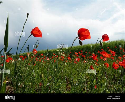 Poppy flower field Stock Photo - Alamy