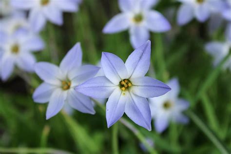 Blue Star Creeper Flowers Photograph by Patricia Oldfield - Fine Art America