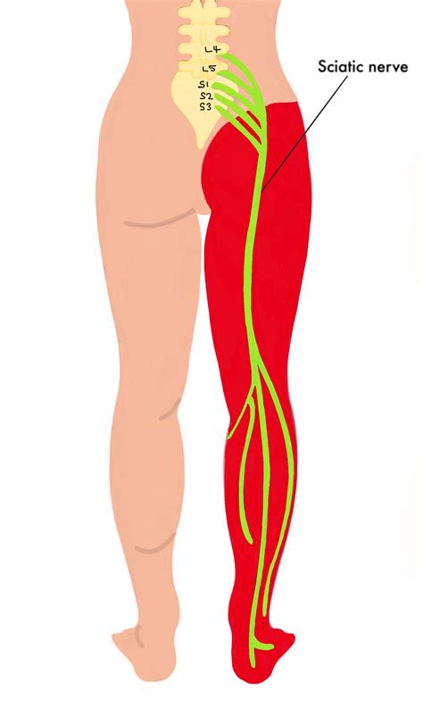 Nerve Anatomy Diagram Back Lower Leg