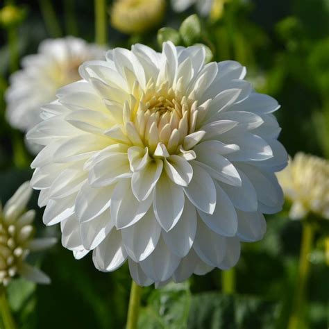 Dahlia 'Snow Cap' | White Flower Farm