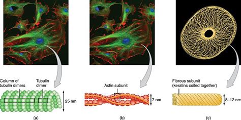 Difference Between Cytoplasm and Cytoskeleton | Definition, Structure, Function, Similarities