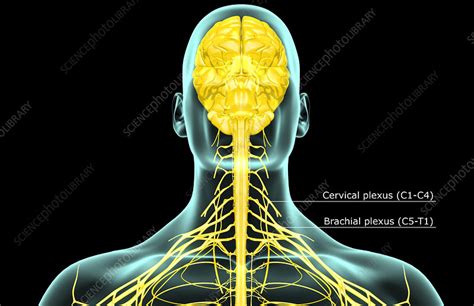 The nerves of the neck - Stock Image - F001/4652 - Science Photo Library