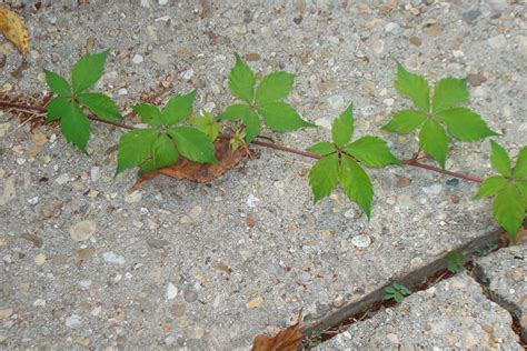 Poison Oak Pictures Five Leaves | Poison oak pictures, Poison oak ...