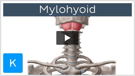 Mylohyoid: Origin, insertion, innervation and action | Kenhub