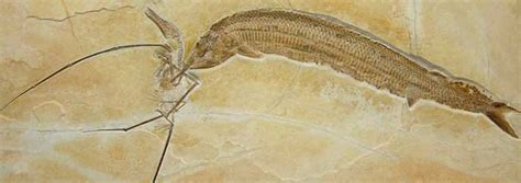 Rare Fossil Pterosaur a Reminder of Native Legends | The Institute for Creation Research