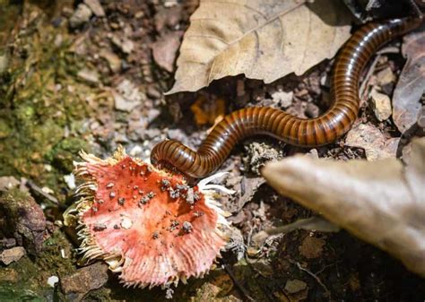 What Do Millipedes Eat: Exploring the Diet and Feeding Habits of Millipedes (Ultimate Guide ...