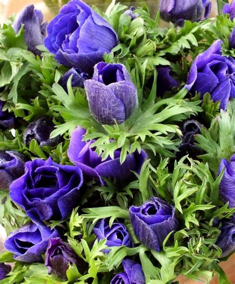 Anemone Giant Blue Poppy (Single) | Bulb flowers, Fall plants, Anemone