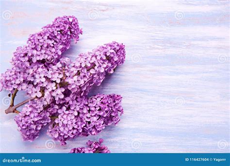 Bunch of Purple Lilacs on a Wooden Bluish Background Stock Photo - Image of wooden, purple ...