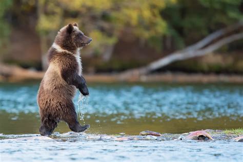 bears, Nature, Animals, River, Baby Animals, Grizzly Bears, Grizzly Bear Wallpapers HD / Desktop ...