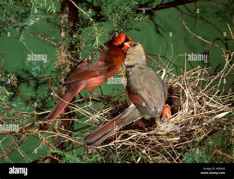 Northern Cardinal Family in Nest Stock Photo - Alamy