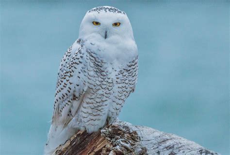 Snowy owls spotted at Presque Isle State Park - News - GoErie.com ...