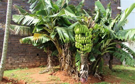 TERUNGKAP! Ternyata Pohon Pisang Adalah Tanaman Herbal Terbesar di Dunia : Okezone Lifestyle