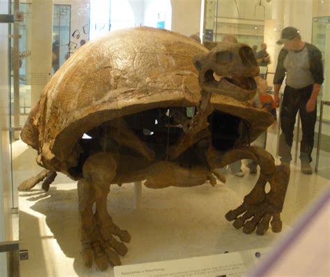 Giant Prehistoric Turtle