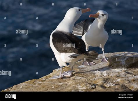 Black browed Albatross Diomedea melanophoris breeding pair bonding behaviour Saunders Island ...