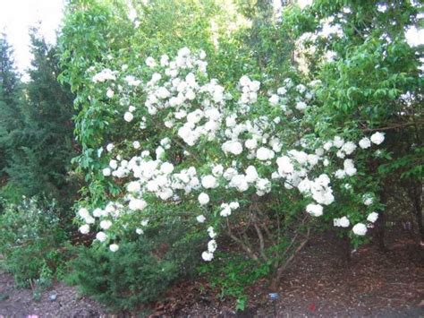 Viburnum macrocephalum | Kiefer Nursery: Trees, Shrubs, Perennials