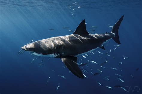 An insight about baby Great White Sharks - Nautilus Adventures