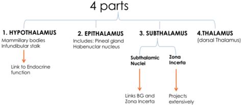 The Thalamus Flashcards | Quizlet