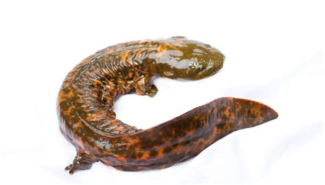 The Creature Feature: 10 Fun Facts About Hellbenders | WIRED