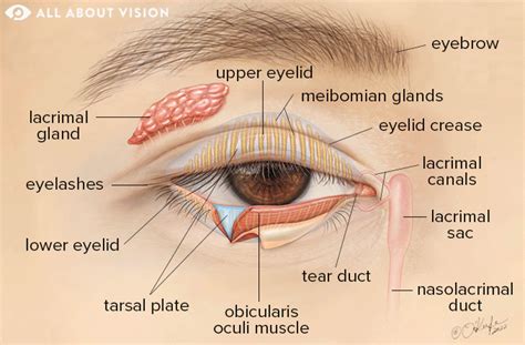 Eyelid: Parts of the Eyelid and How They Work - All About Vision