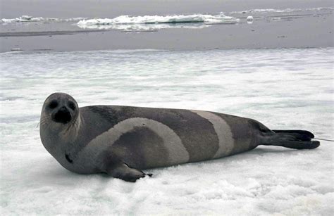 Rare ribbon seal sighting in Prince William Sound, Alaska – Eye on the Arctic