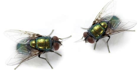 How to Get Rid of Flies in the House: Tips, Information