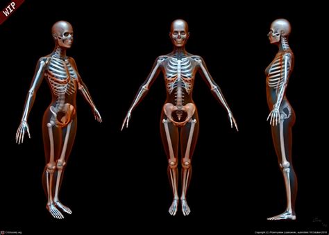 Female skeleton, Female reference, Anatomy reference