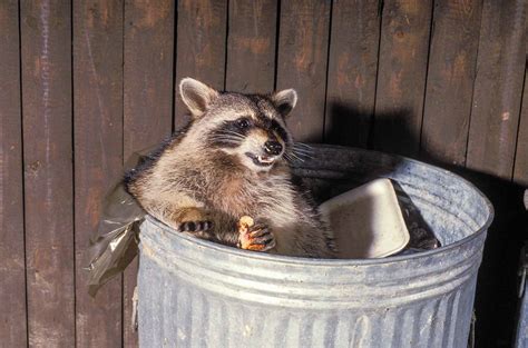 Raccoon In A Trash Can - 5 Ways To Defeat - Garbage Fix