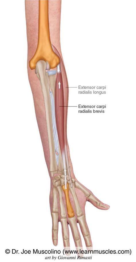 Extensor Carpi Radialis Brevis - Learn Muscles