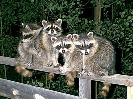 Understanding Raccoon Behavior in The Summer