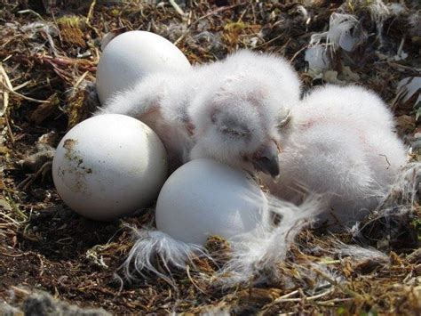 They may look small, but these snowy owl chicks may grow up to be North America's heaviest owl ...