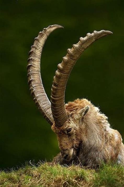 Sign in | Animals, Animals with horns, Nature animals