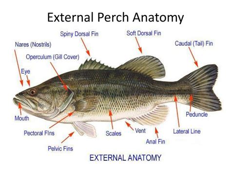 Perch Fish Anatomy Diagram