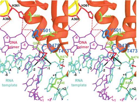 Stereo diagram showing the structure of the RNase H primer grip. The... | Download Scientific ...