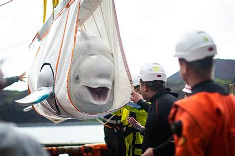 Beluga Whale Seaworld Trainers Beluga Seaworld Fajarv - zharaphotography