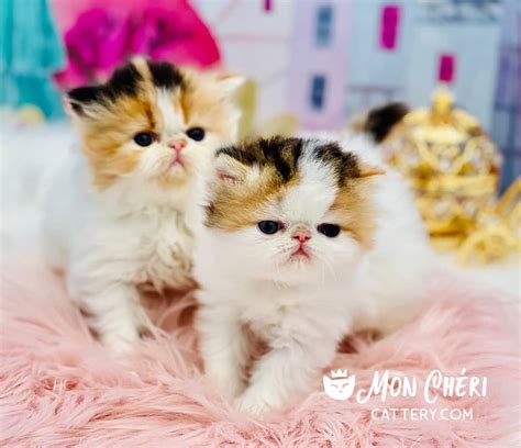 Dilute Calico & Calico Exotic Shorthair Kittens