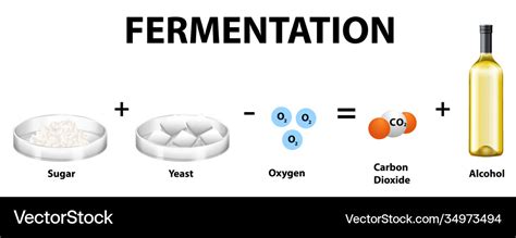 Recommendation Yeast Fermentation Equation Lyfe Support Blogspot