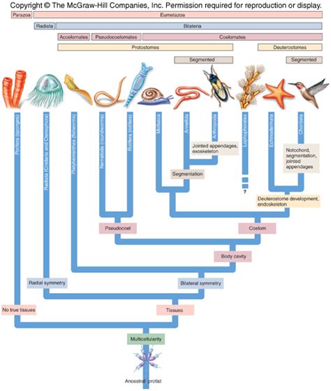 Animal Phylogeny Timeline