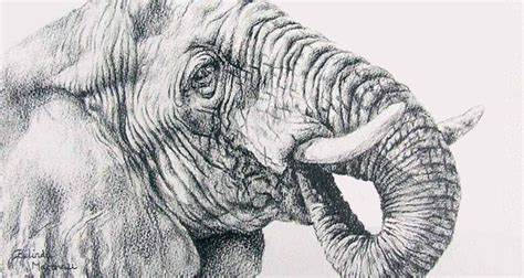 Inspiring Pencil Drawings Of Animals [Realism Art In 2022]